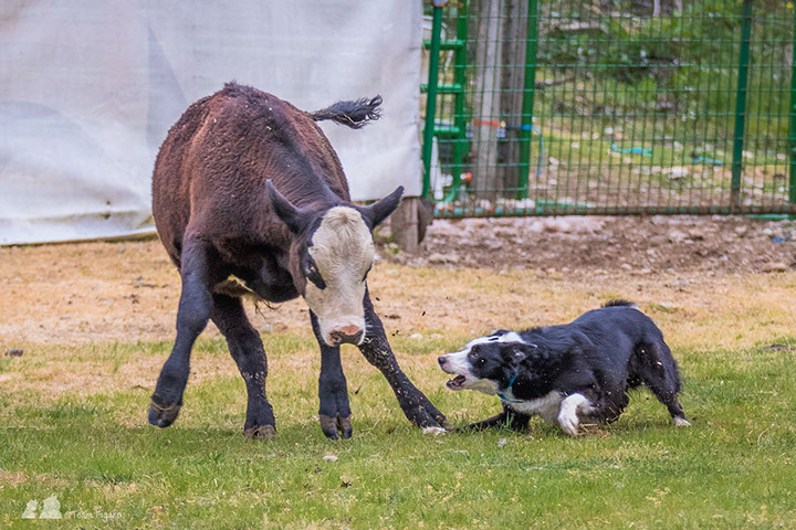 border collie training cattle dogs to work cattle